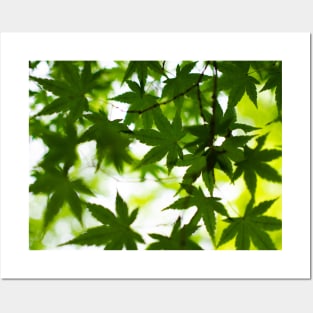 Photography - Spring leaves Posters and Art